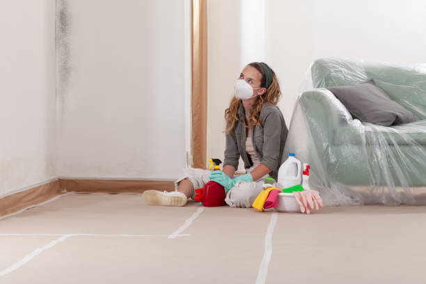 Reliable Black Mold Removal contractor in Tacoma, WA by WQB Mold Removal
