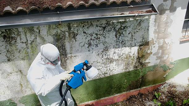 Top rated local Black Mold Removal specialists in Tacoma, WA